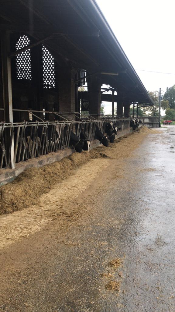 Coord_Precari's tweet photo. @TeresaBellanova le attività di #stalla non si fermano nelle zone colpite da #Covid19➡️Nell'azienda @CREA_Ricerca #Lodi il nostro collega #Giancarlo #operaioagricolo #precario in questi giorni si sta prendendo cura dei bovini🐮🐮➡️Anche gli #operaiagricoli meritano #risposte‼️ https://t.co/PzeozmWatn