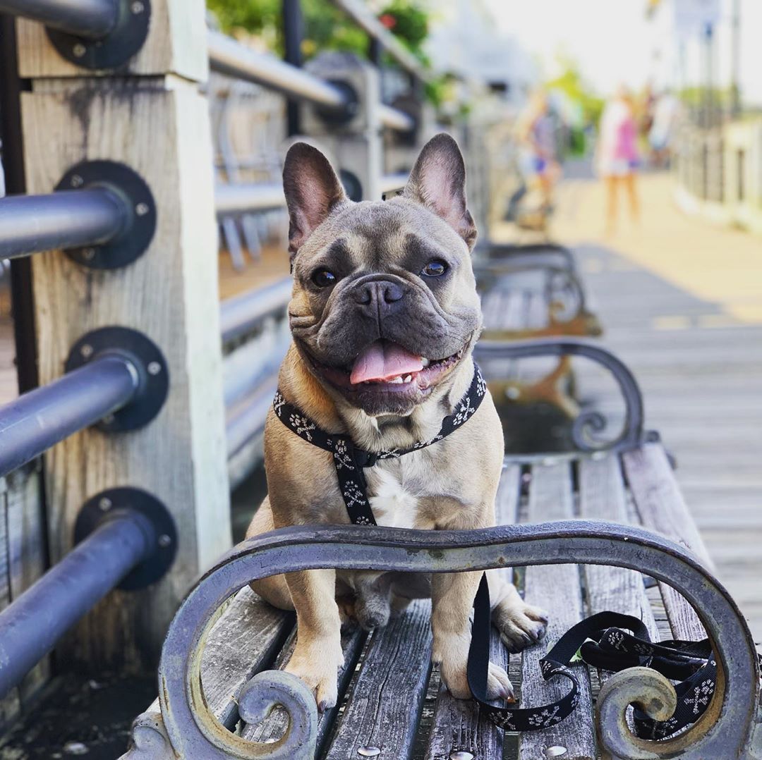 Tongues out for a weekend in #WilmingtonNC, especially when the fur-friends get to tag along!⁣
 ⁣
Use #DogsRuffWilmington for a chance to be featured on our page! 🐶⁣
⁣
📷: @frenchiebythebeach⁣