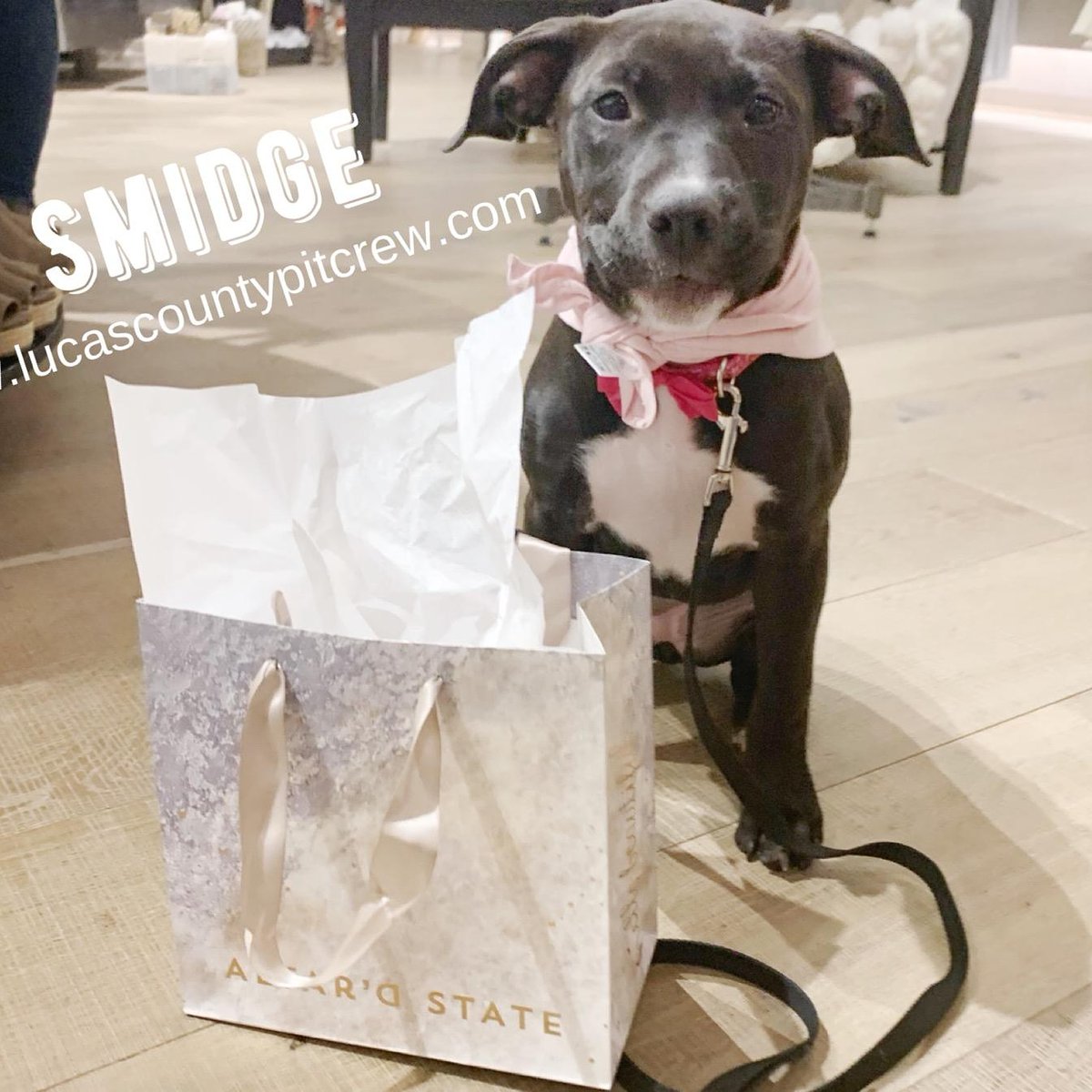 LCPitCrew's tweet image. Stop out to Altar'd State today and 10% of every purchase goes directly to helping the animals in our care!