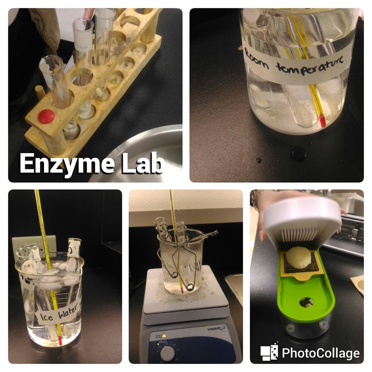 gujahiSHSS's tweet photo. Who said #Potatoes are for consuming only...my #Biology Ss used them for investigating the affect of #temperature on #EnzymeAction #HandsOnScience #ChooseScience #BiologyFun @Sabres_Science https://t.co/lIL9jNe2UZ