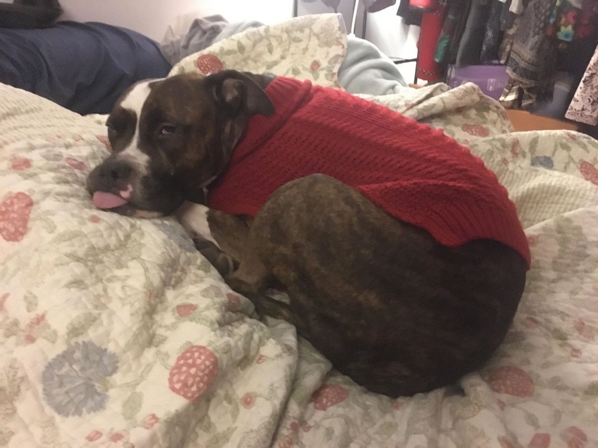HLHPattison's tweet photo. When times are tough I got this little nugget to remind me that things can also be pretty good. #BeastlyBoy https://t.co/znBMgVM1xL