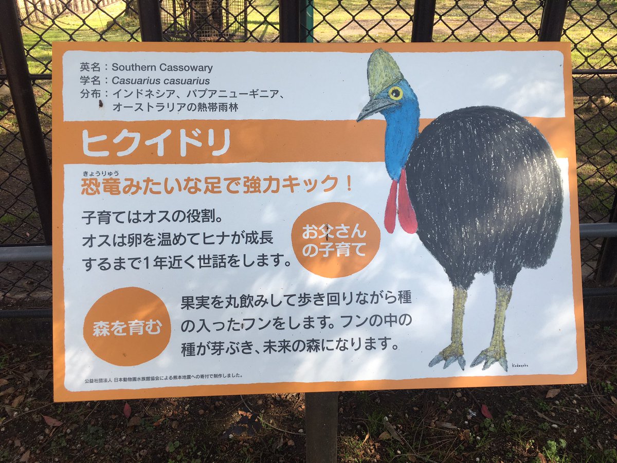 Zooライダー בטוויטר 訃報です ご長寿ヒクイドリのジアさん 3日前にお亡くなりになったそうです 昭和 平成 令和を駆け抜けた人気者に合掌 ヒクイドリ 熊本市動植物園