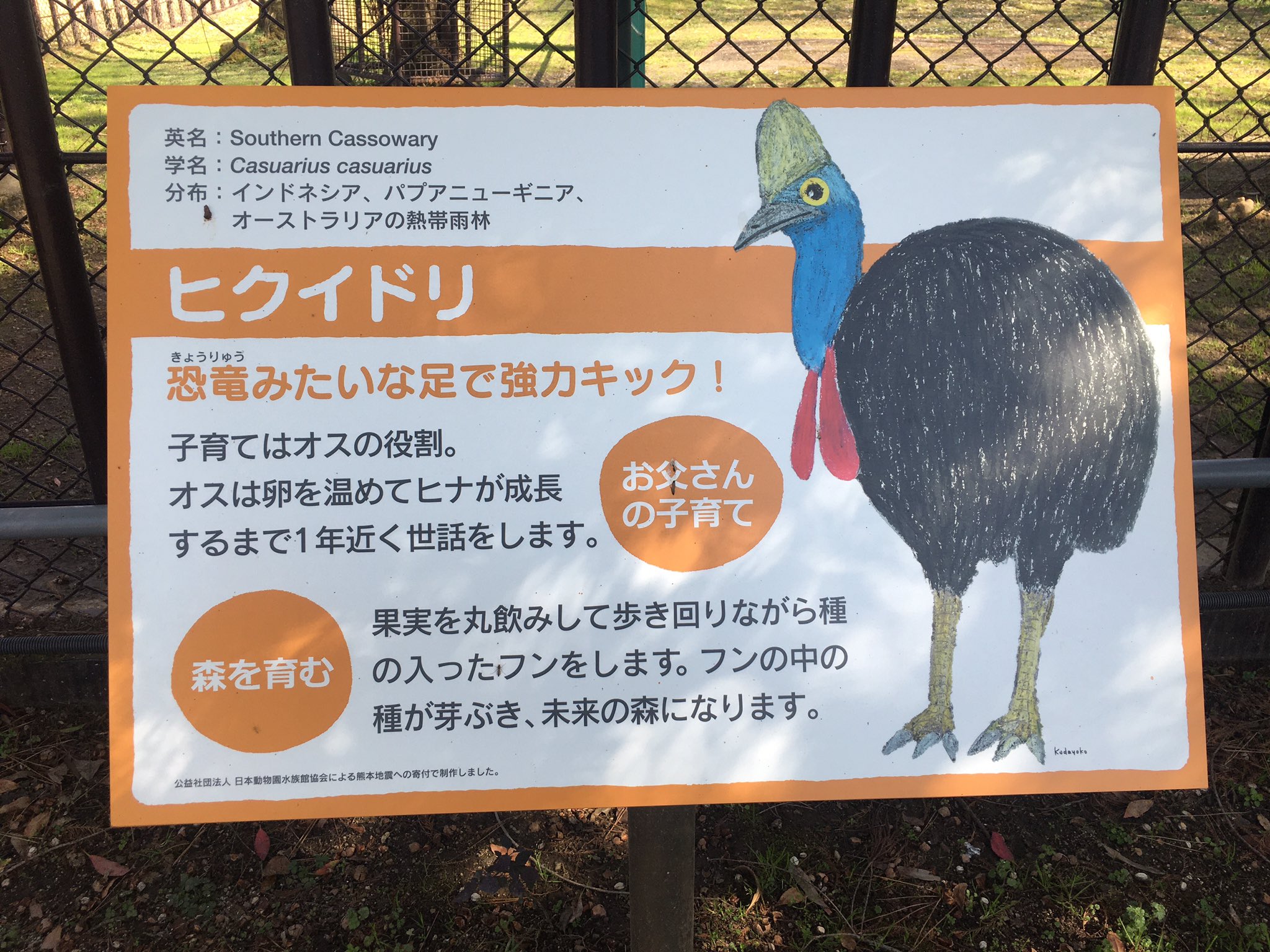 Zooライダー 訃報です ご長寿ヒクイドリのジアさん 3日前にお亡くなりになったそうです 昭和 平成 令和を駆け抜けた人気者に合掌 ヒクイドリ 熊本市動植物園 T Co 7lbddladr1 Twitter