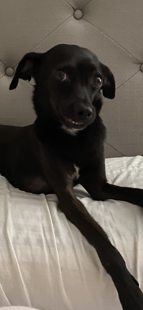TheSherylKlein's tweet photo. This guy is priceless! Smiling little doggo! #Figaro #TheSmilingDog https://t.co/3A0q0M1JU9