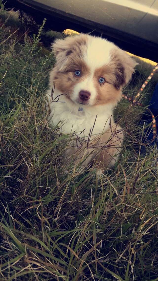 ginna_cox's tweet photo. @aussiesdointhgs Little Tripp💙💙💙💙 https://t.co/EmnXRXZYeu