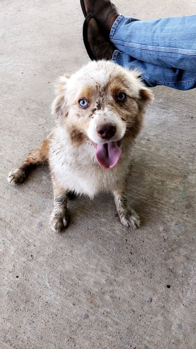 ginna_cox's tweet photo. @aussiesdointhgs Little Tripp💙💙💙💙 https://t.co/EmnXRXZYeu