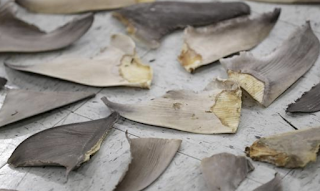 Sea Save Foundation tweet media