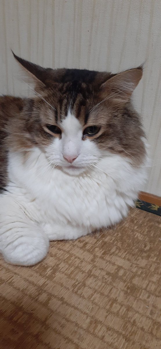 8kgの猫さんを見たお母さん こぢんまりしてるわ モッフモフなお姿でちまっと座るご様子がかわいい 大型種だから Togetter 8kgの猫さんを見たお母さん こぢんまりしてるわ モッフモフなお姿でちまっと座るご様子がかわいい 大型種だから Togetter