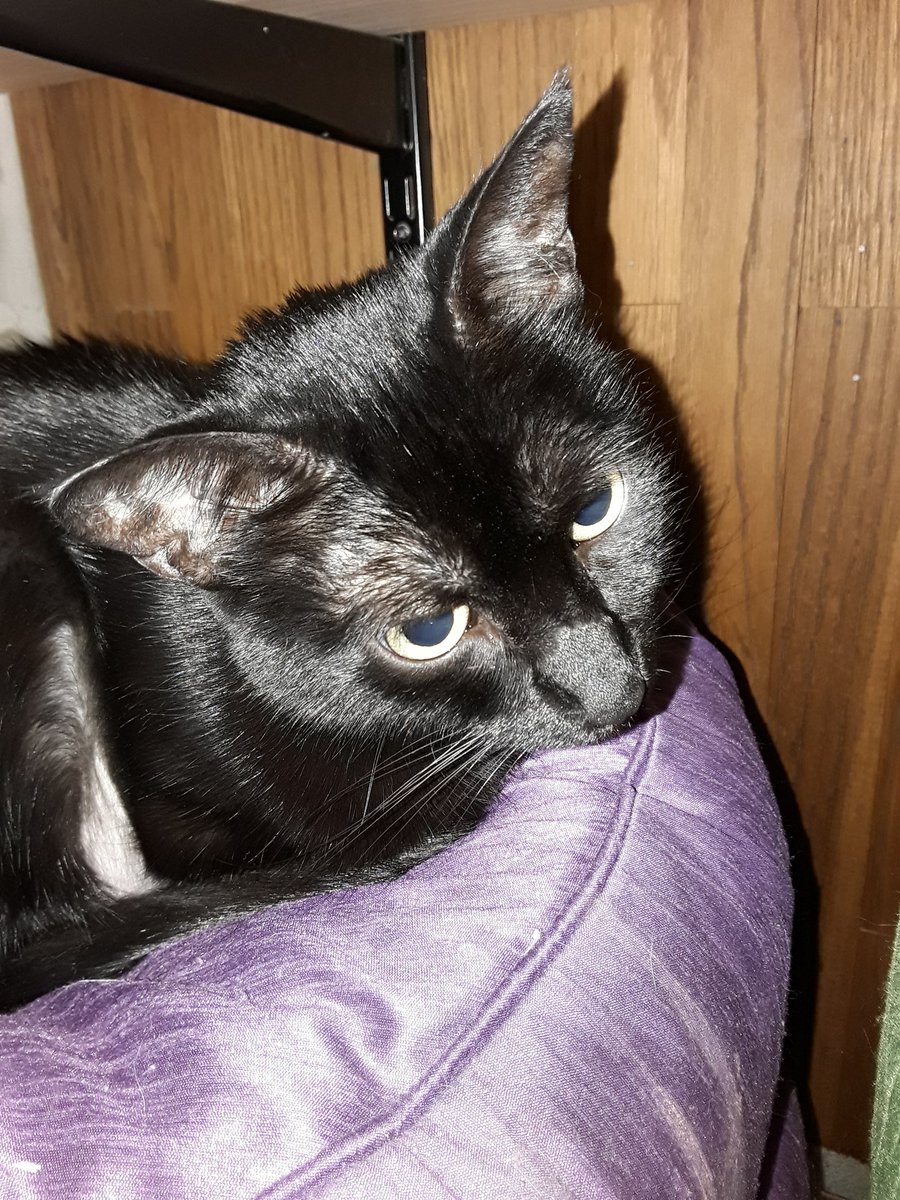 Aquanette_'s tweet photo. QT is bummed out. She wishes she could vote for @ewarren like mom did and everyone else.
#ElizabethWarren
#TexansforWarren
#EarlyVoting
#Primary2020
#ShePersists https://t.co/QC8LD4HWFL