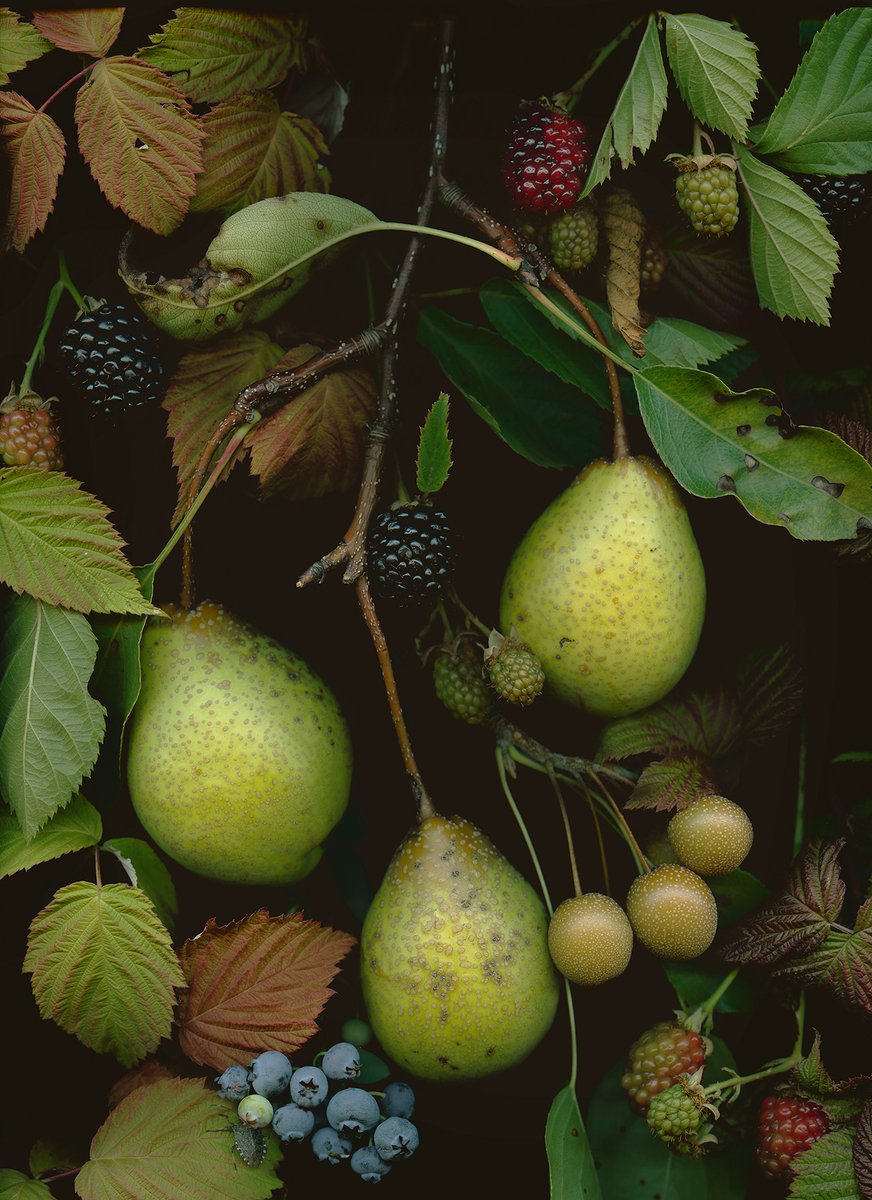 OSU Pears (detail), archival pigment print on cotton rag paper. On view at DEB STONER: More Pictures About Flowers &amp; Bugs, through April 18 at PVAC.