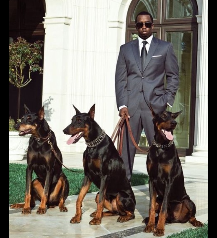 UKDobermans's tweet photo. Be like #Diddy... get a #Doberman (Not ours! Still beautiful though) 😍 https://t.co/ErNR07HBi2