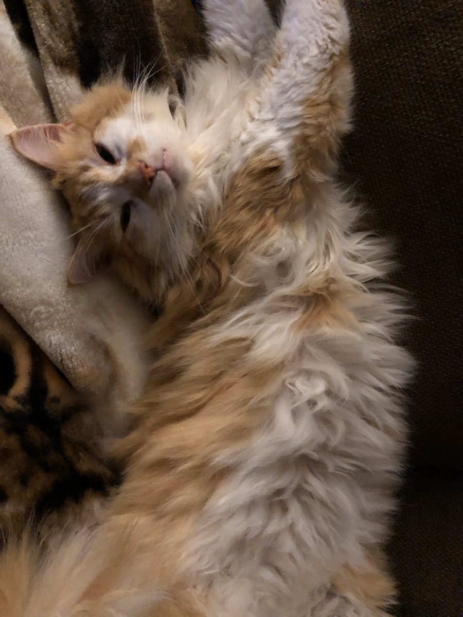senorkittypeach's tweet photo. Monday’s are rough for a boss kitty https://t.co/IrpypjhrPY