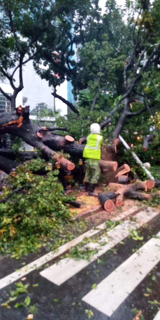 17.15.Ada pohon tumbang di Jl.Medan Merdeka Selatan,hati -hati bila melintas @aniesupdatenews <a href="/TMCPoldaMetro/">TMC Polda Metro Jaya</a> <a href="/BPBDJakarta/">BPBD DKI JAKARTA</a> <a href="/RadioElshinta/">Radio Elshinta</a>
