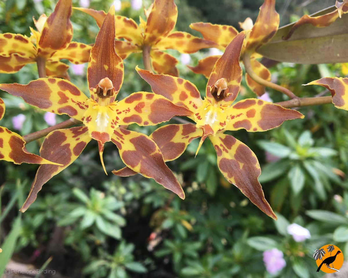 PenelopeBirding's tweet photo. In #Colombia, we are very lucky to have a huge diversity of flowers! Colombia has the first place in flora variety in the world 🌺, and also the first place in #diversity of this beautiful family of flowers, the #Orchids.

#ColombiaIs #ColombianFlowers #Orchids #Flowers https://t.co/V6XqsQxMvX