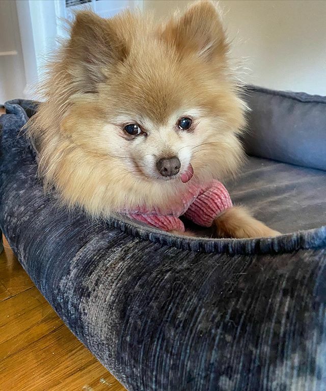 Molly loves her Oslo Ortho bed and here’s why: “This innovative design features a "scooped" front which creates a modern sleek look while creating easy access for smaller or older arthritic dogs. The memory foam cushion insert is infused with Cool Gel Micro Beads which regul…