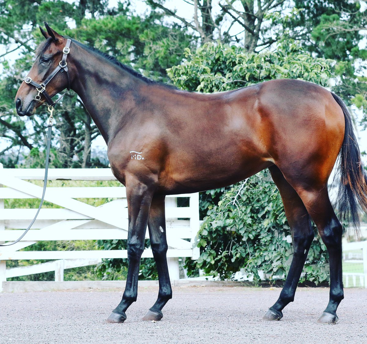 cityview_farm's tweet photo. Day one of parading @inglis_sales #melbournepremiere @arrowfieldstud #Shalaa #Yearling #CityviewFarm
⭐️ BARN C STABLE 54 ⭐️ https://t.co/aTqACp2Ov8