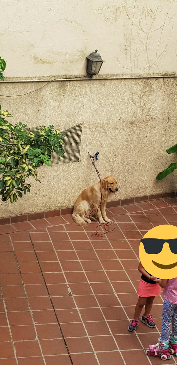 LuLitaNoMess's tweet photo. Mi vecino es un hdp. El perro vive atado con una correa larga en ese patio enorme. Hoy vinieron unos nenes y le acortaron la cadena. Esta así desde entonces. La última pic es de noche, ahora. No tiene agua, ni comida y el patio suele estar así de sucio.¿Adónde lo denuncio? Ayuda. https://t.co/Bl4dlBBQkg