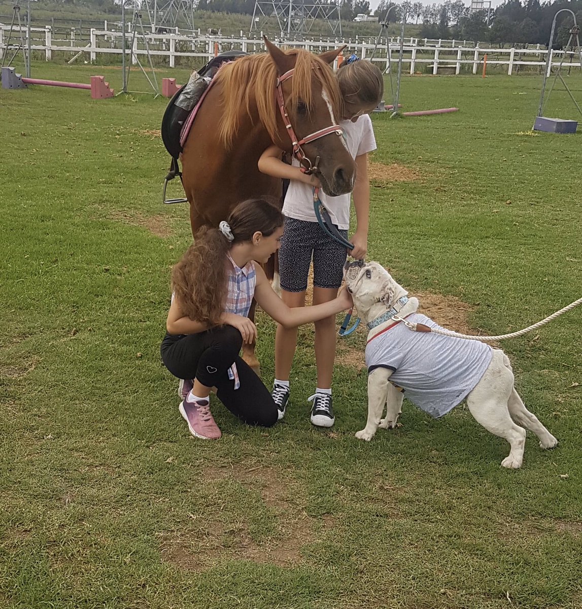 George Wilson Palliative care dog and his love for humans and horses.
