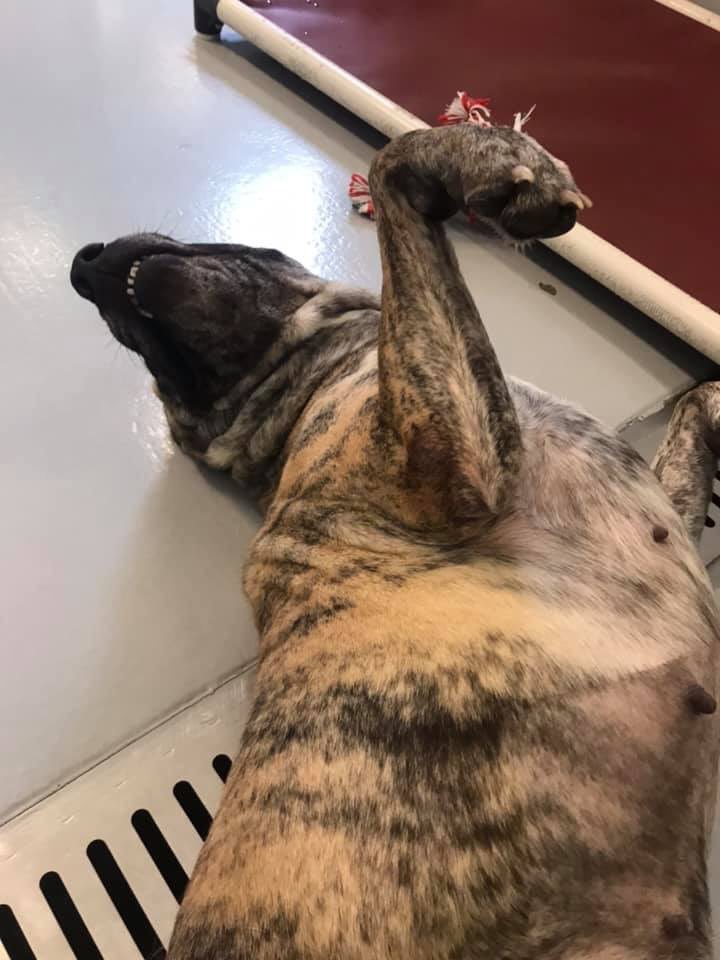 HHHSTopeka's tweet image. Hiya! I'm Filanges, the longest resident dog at HHHS. I've been here 104 days now! I'm a beautiful Mastiff mix looking for the perfect family for me. Will you help me find them by sharing my picture and tagging your big mutt lovin friends? #hhhstopeka #adoptdontshop