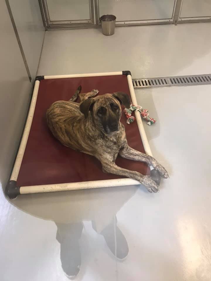 HHHSTopeka's tweet image. Hiya! I'm Filanges, the longest resident dog at HHHS. I've been here 104 days now! I'm a beautiful Mastiff mix looking for the perfect family for me. Will you help me find them by sharing my picture and tagging your big mutt lovin friends? #hhhstopeka #adoptdontshop