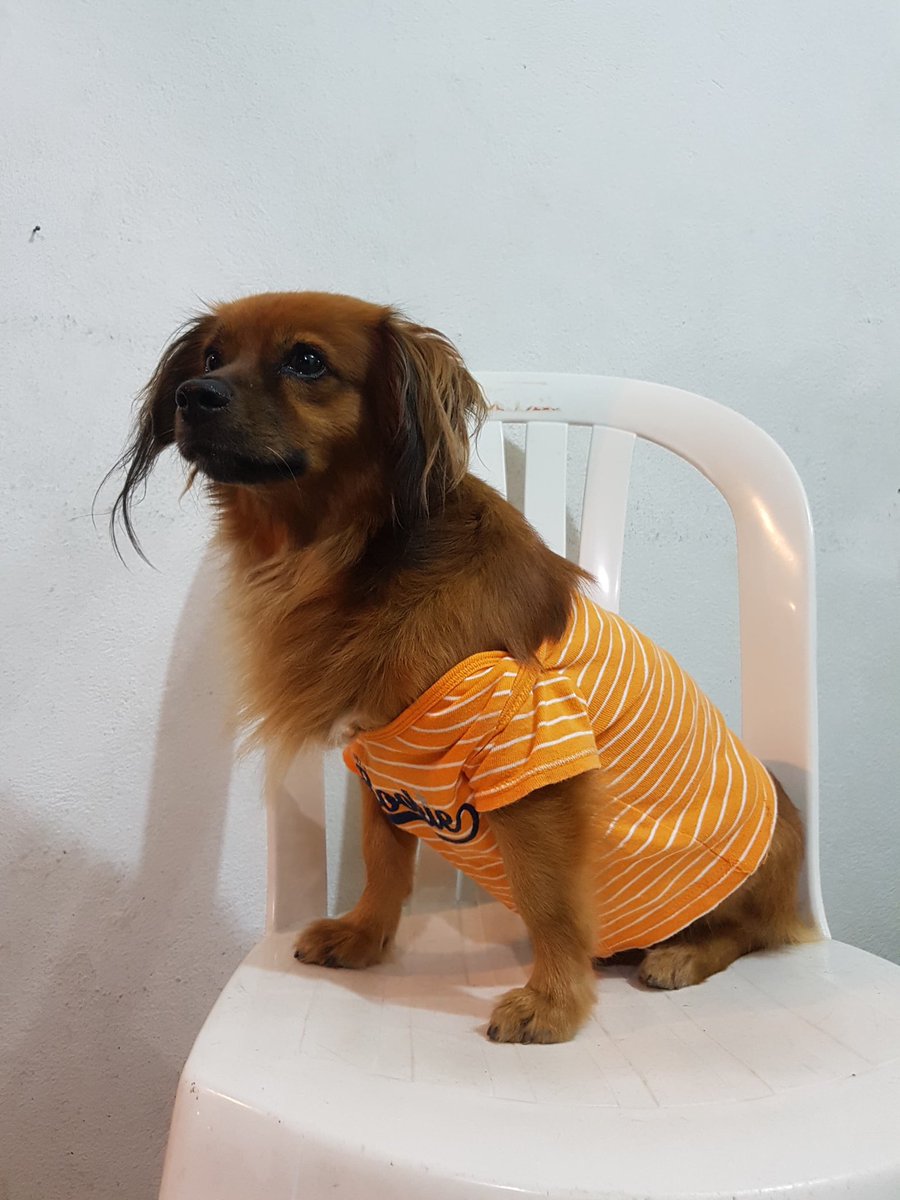 🚨🐶 Servicio Social 🐶 🚨 

Ayer me encontraron por el barrio Floralia mojado por el aguacero. Un usuario de esta actualidad total me está cuidando mientras encontramos a mi familia.

Si alguien me reconoce o conoce a mis dueños favor comunicarse al 4332682. #EnterateCali