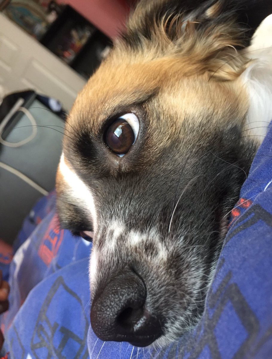 JafitM18's tweet photo. #FotoDeMiPerrito Serafín / Micaela https://t.co/ZaZgjiIUNF