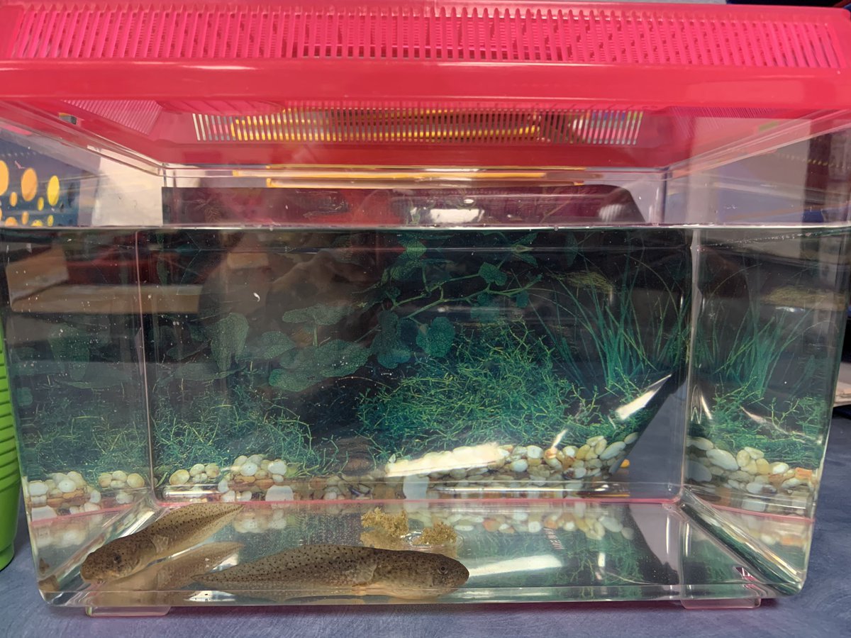 AmityPrice14's tweet photo. Excited for my firsties to see these beauties in the morning! #lifecycles #leopardfrogs #tadpoles #frogs #excited @aubreyisd @aubrey_mes https://t.co/f9M6i5ql9g