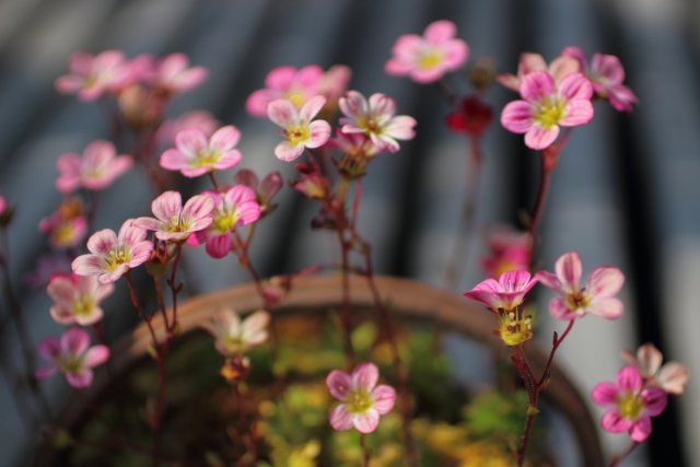 Saxifraga Idsuroei Twitter Search Twitter