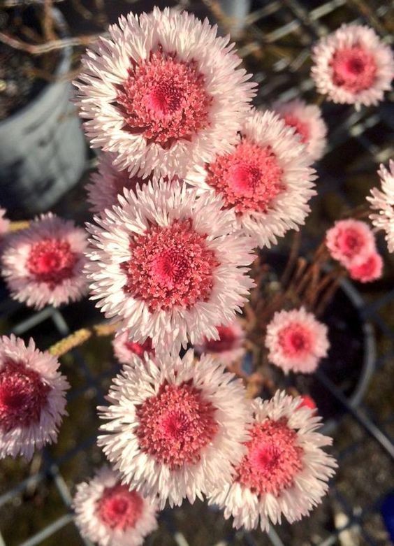 Lilac (@infinitymmee) on Twitter photo 