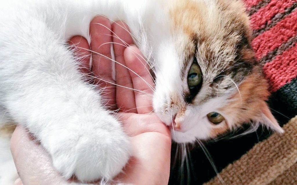 kat_every's tweet photo. #FavoriteLifeHacks put them bread in freezer before it expires so you can finish using them hotdogs buns later
#CatsOfTwitter #CatsOnTwitter #catstagram #fluffy #calico #MissyKat #cute #love #furfriends https://t.co/MxT5EuEhQZ