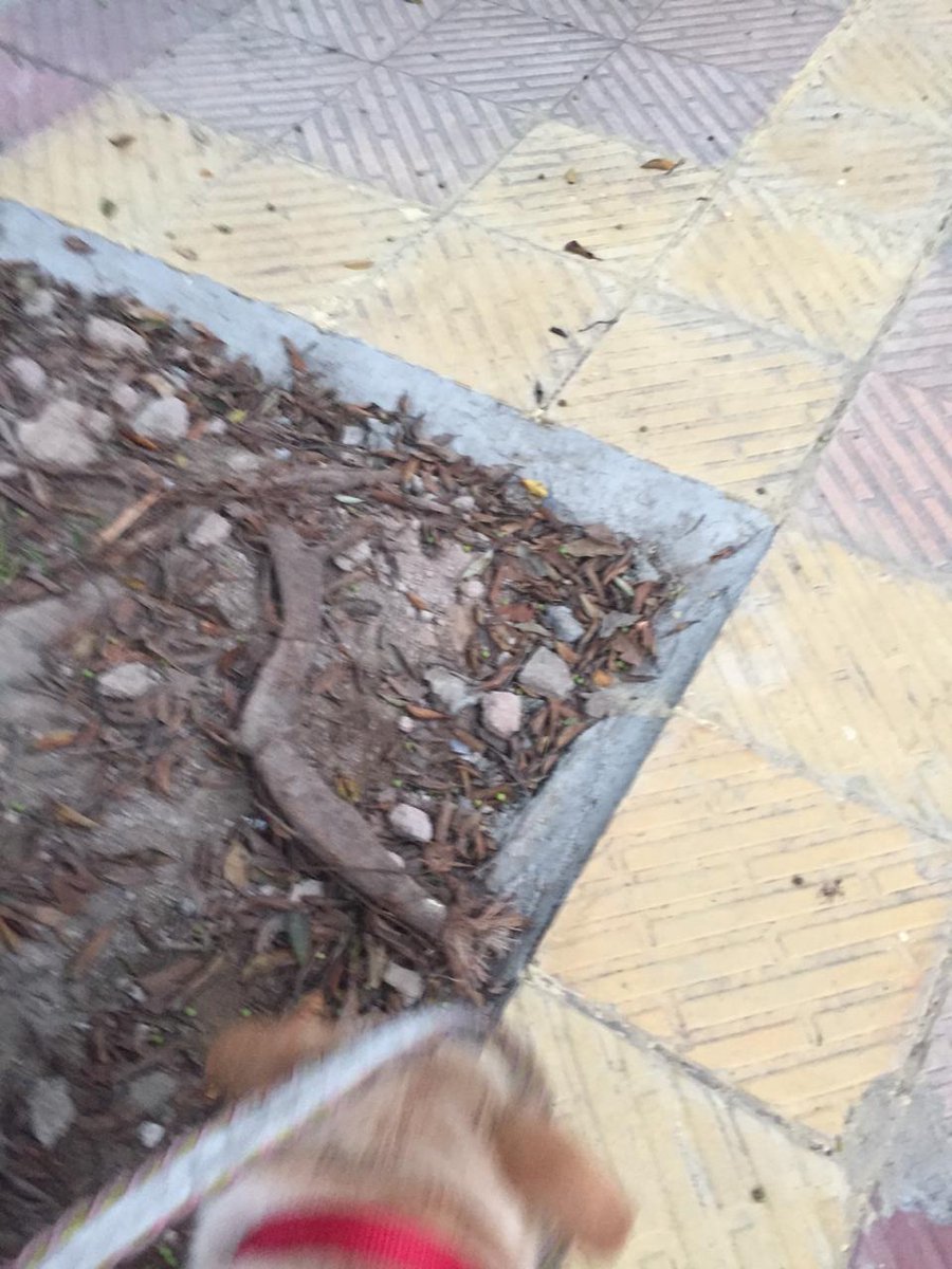Mads70m's tweet photo. @official_dda Horticulture department callous &amp; ignorant paving of footpath outside common wealth games village destroying trees https://t.co/NcZkRc8Wg3