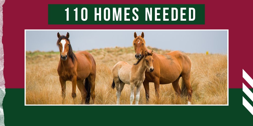 Visit kaimanawaheritagehorses.org/2020-muster to register your interest and receive application forms. Applications close 1st April. 
#kaimanawa #wildhorses #kaimanawamuster
#kaimanawahorses #awesome