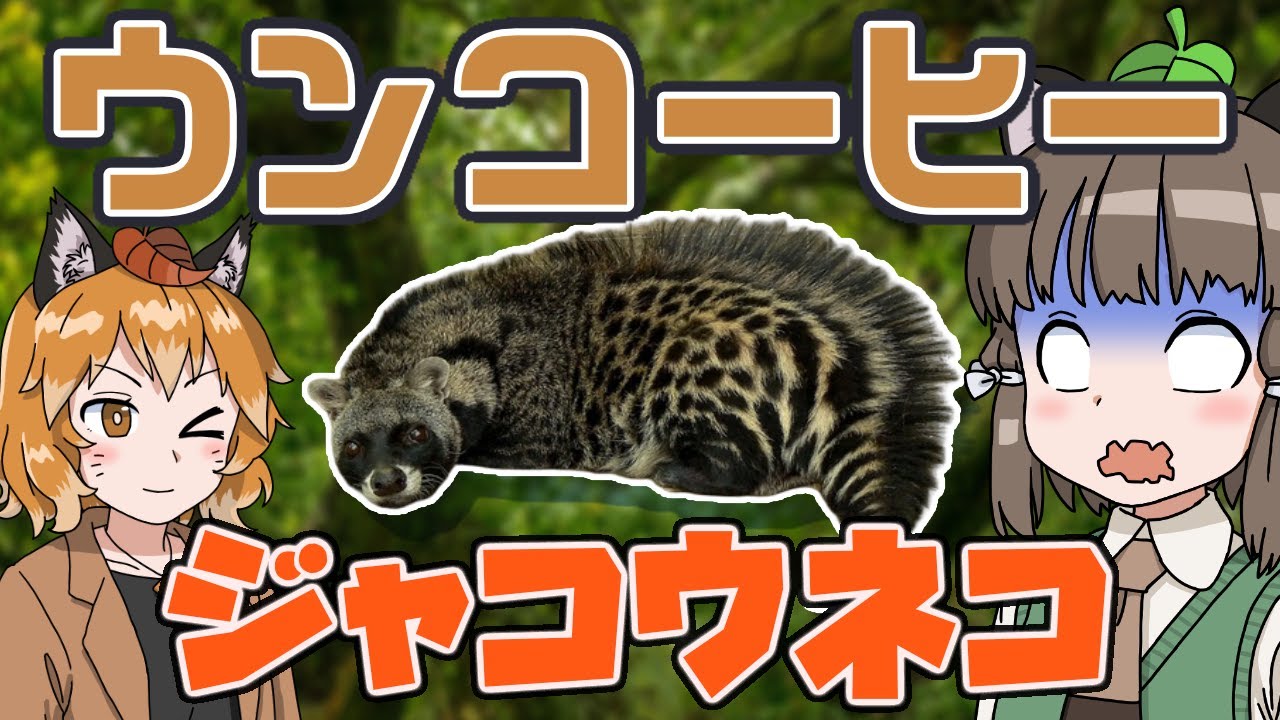 おならマン 確かゾウのフンからも作れるんだよな 動物の糞を口にする人間 ファーストペンギンは一体何考えてたんだか 禁断の コーヒー ジャコウネコとコピ ルアクをゆっくり解説します へんないきもの 45 へんないきものチャンネル ジャコウネコ