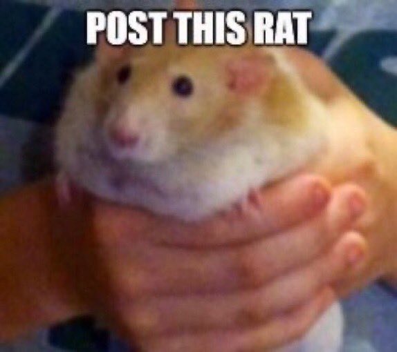FlushedOW's tweet photo. Post this rat https://t.co/W6rCLi5yhi