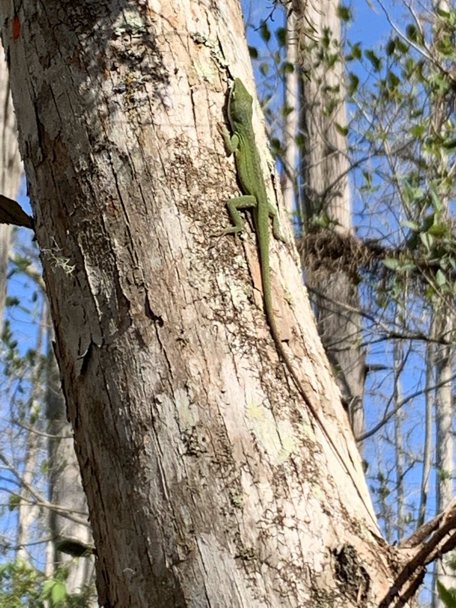 Simon Creer (@sicreerprof) on Twitter photo <a href="/BangorUni/">Bangor University</a> <a href="/BangorBioZoo/">BU Biology & Zoology</a> #BUFlorida20 Strong start to fieldcourse at #CorkscrewSwamp; loads of species spotted including otters, cottonmouth, green anoles, lots of alligators, and impressive Cyprus swamp habitats! <a href="/BangorUni/">Bangor University</a> <a href="/BangorBioZoo/">BU Biology & Zoology</a> #BUFlorida20 Strong start to fieldcourse at #CorkscrewSwamp; loads of species spotted including otters, cottonmouth, green anoles, lots of alligators, and impressive Cyprus swamp habitats!