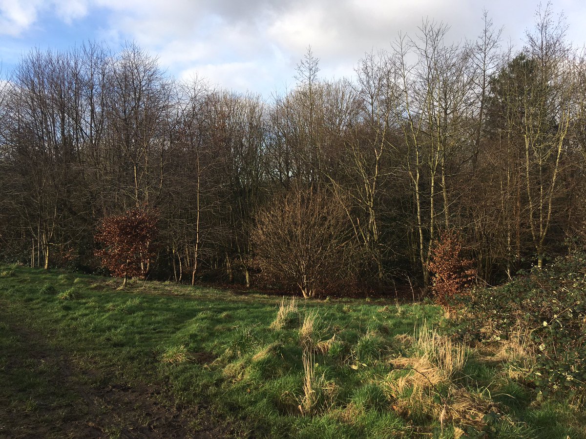bbcmerseyside's tweet photo. On what would have been his 77th birthday @lpoolcouncil and his family have announced plans for a @GeorgeHarrison Woodland walk here in #Woolton it will open next Spring 🌳🌲🌷#GeorgeHarrison https://t.co/YyJ9HCv4yk