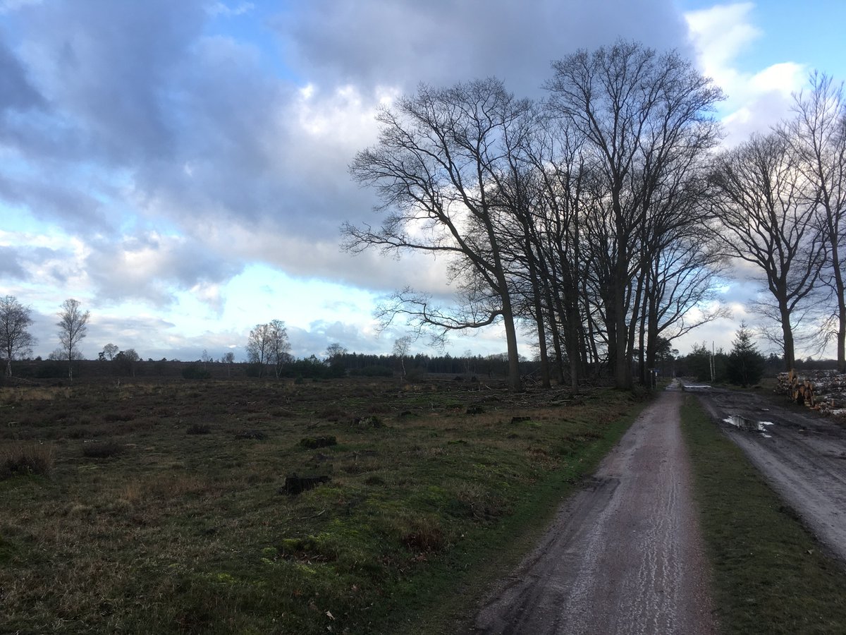 Lenteverrassing: het wemelt nu al van de zingende boomleeuwerikken in de verbindingszone aan de Paltheweg in <a href="/NationaalParksh/">Sallandse Heuvelrug</a>  
Mooi succes voor <a href="/staatsbosbeheer/">Staatsbosbeheer</a> 
#justanotherdayattheoffice