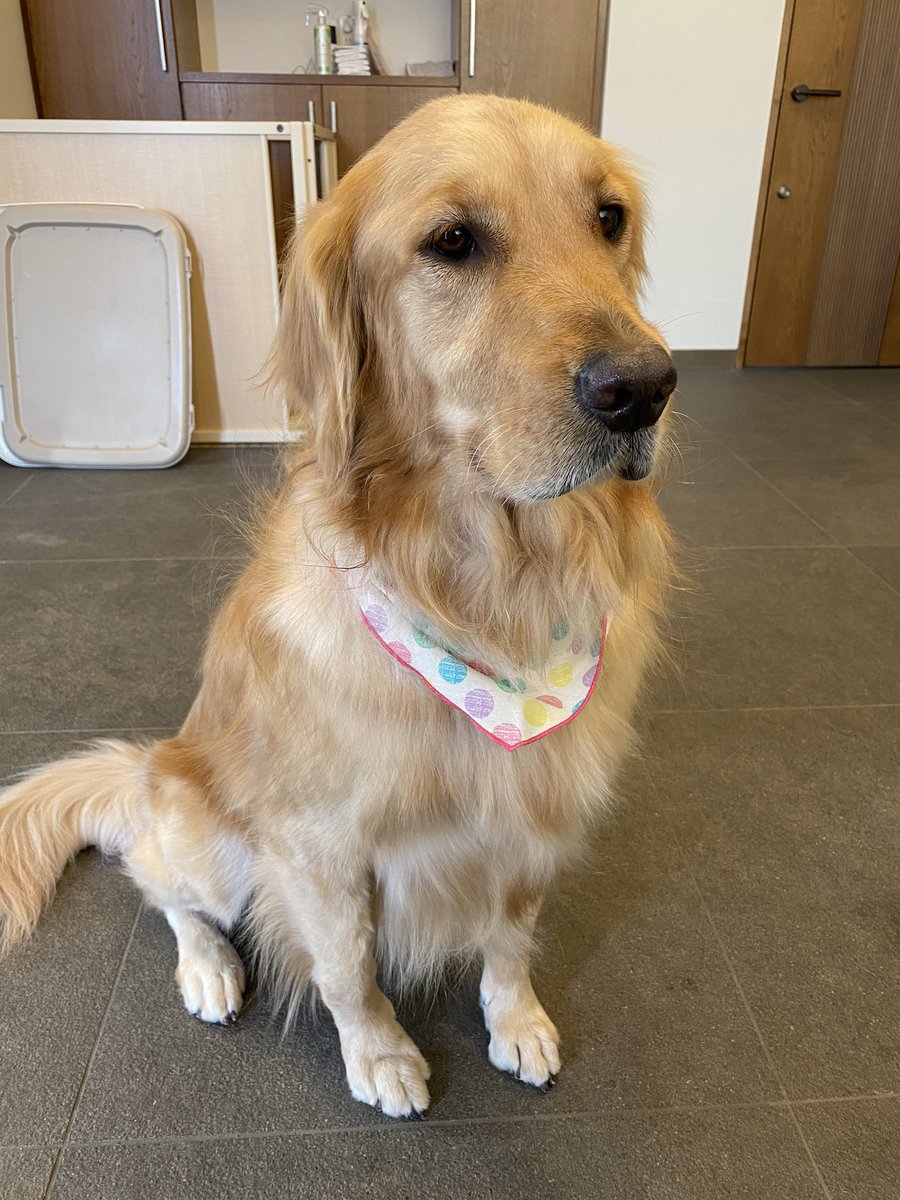 こはる ゴールデンレトリバー 思いのほか尻毛をつんつるてんに刈られて納得がいっていない犬 可愛いよ すぐ伸びるって