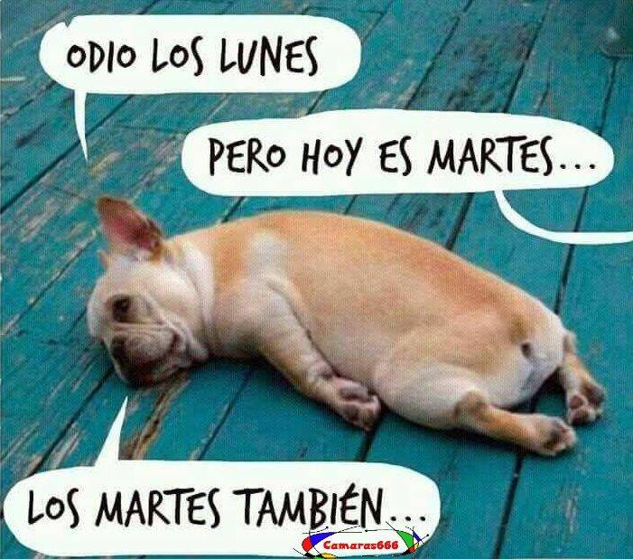 Descansa_Findes's tweet photo. Buenos días 😊
No sé que es peor, lunes o martes.
Yo sigo cansada y perezosa, por favor sacarme de aquí y llevarme a la cama 🙏

#extraextraextra de café ☕☕☕☕

#felizmartes https://t.co/uDAPcOTzw4