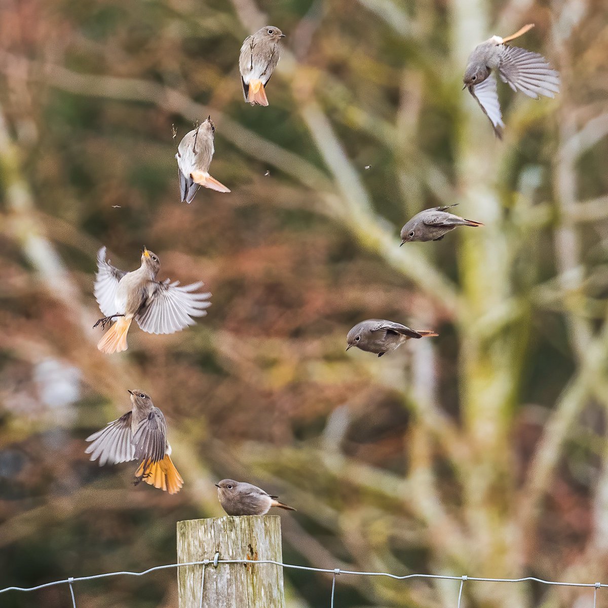 2peters's tweet photo. Black redstart action sequence. She tried to get the fly then landed back on same spot in one second. Olympus em1x. @WildlifeMag @CPRE @sosbirds @BBCSpringwatch @WPPmagazine #appicoftheweek @OlympusUK @OlympusMagazine @Countrymaned @BBCCountryfile #digitalcameraPOTD @vikspics https://t.co/TrBPFns7em