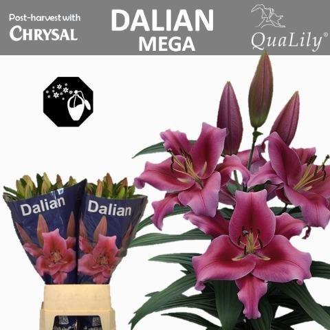 VermeulenGerard's tweet photo. Hoezo zwaar? Deze MEGA zware #lelie #Dalian is de komende 7 wk levb op #Klok1 knop 5+ lengte 105cm 20 takken per fust @qualily https://t.co/kyxA0W7n5O