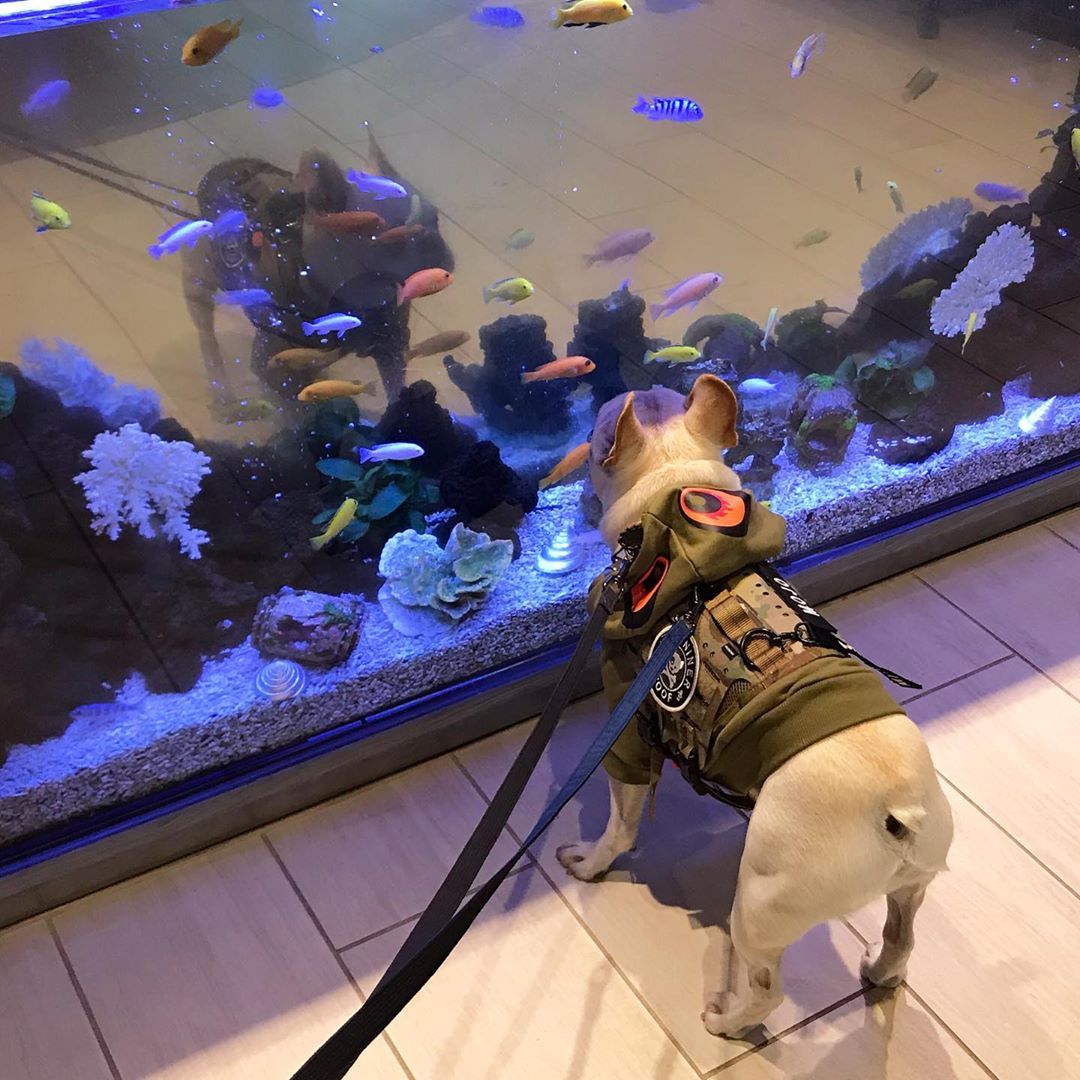 kiloninerpets's tweet photo. Romeo and Juliet...๐คฃWho here is also a member of the Kiloninerpets๐
M4 Tactical MOLLE Vest Laser Cut๐๐
#mlitary#singaporedogs#sgdoglove#doggieupdates#woofnation #dogsofinstasg #dog #dogsofinstagram #dog_features #singaporespecials #singaporespecialsofinstagram#instadogs https://t.co/EpfZ4seZIP
