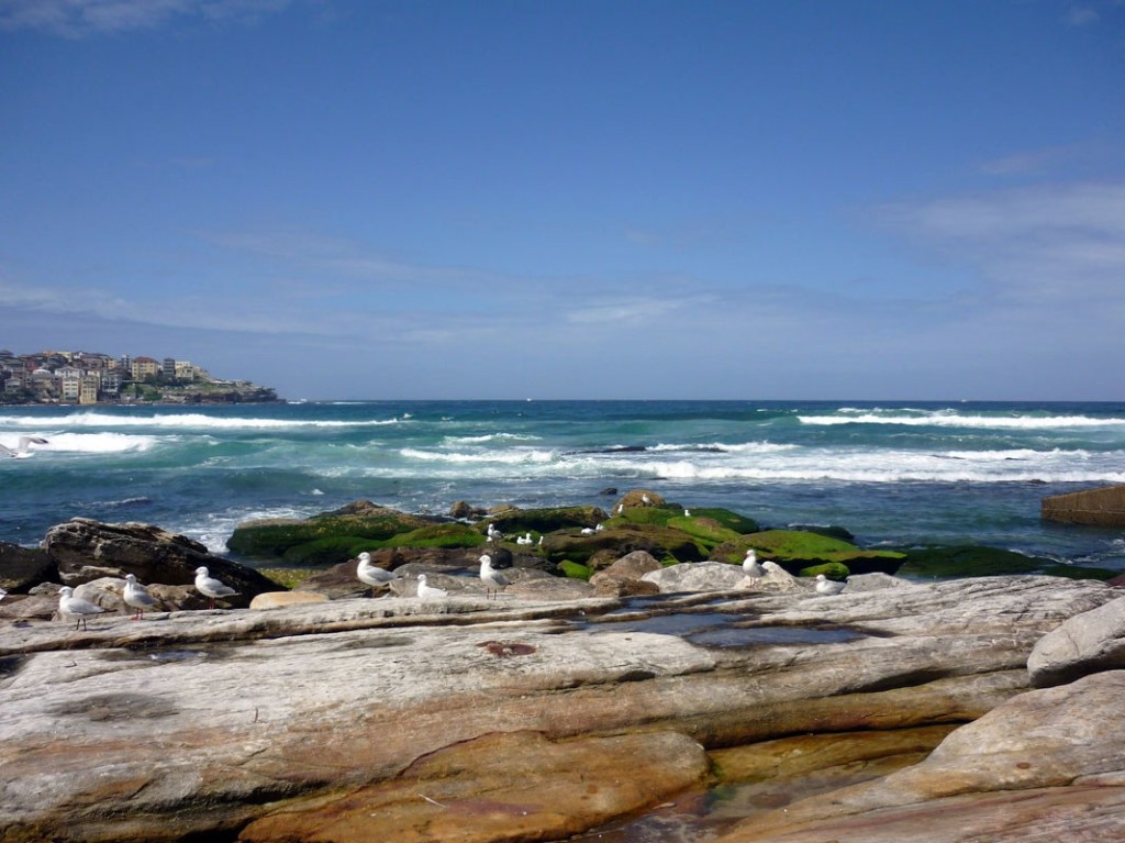 GoodLifeWithIQ's tweet photo. The wildfires in Australia are thankfully out and the country's starting to rebuild. So if you're thinking of heading to Sydney, here are a few great things to see and do.
#travelsinaustralia #thingstodoinsydney #sydneytraveltips https://t.co/2sF35CWrxP https://t.co/bccirmJaw2