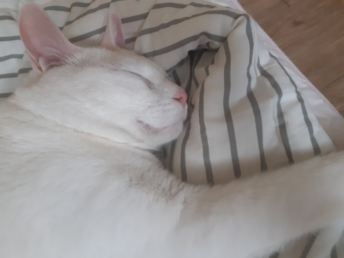 침대는 콩이껍니다🤔🤔🤔