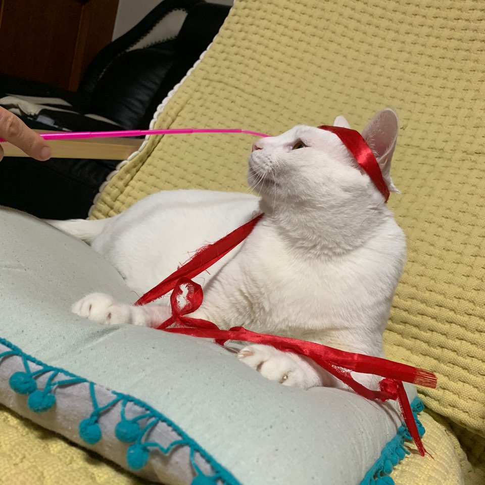 피자끈으로도 잘노는 땅콩👊👊