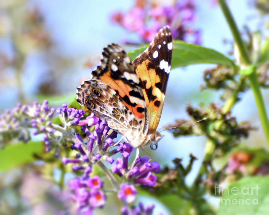 KerriFar's tweet image. Painted Lady ~  ow.ly/9qgQ50yuOa6 - #NewRiverNature #NaturePhotography #WallArt #CanvasPrints ~
