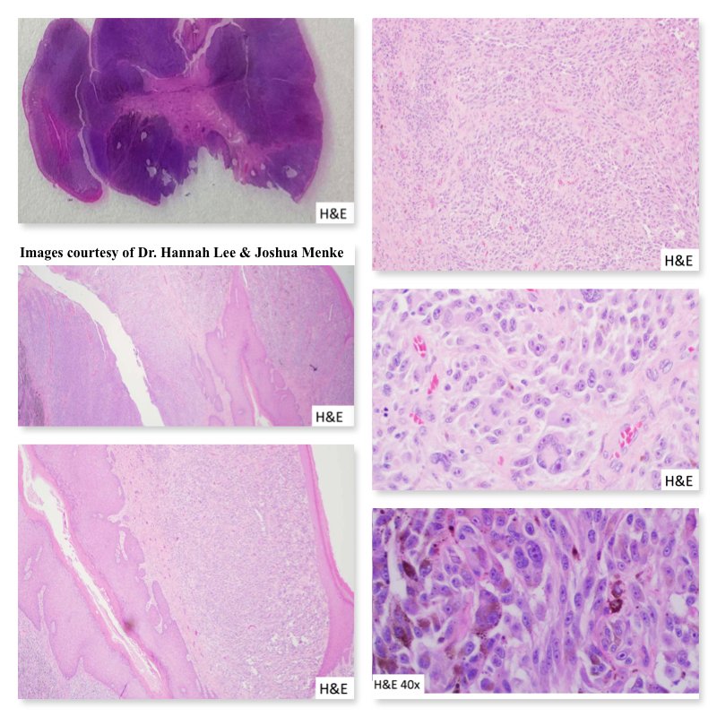 South Bay Pathology tweet media