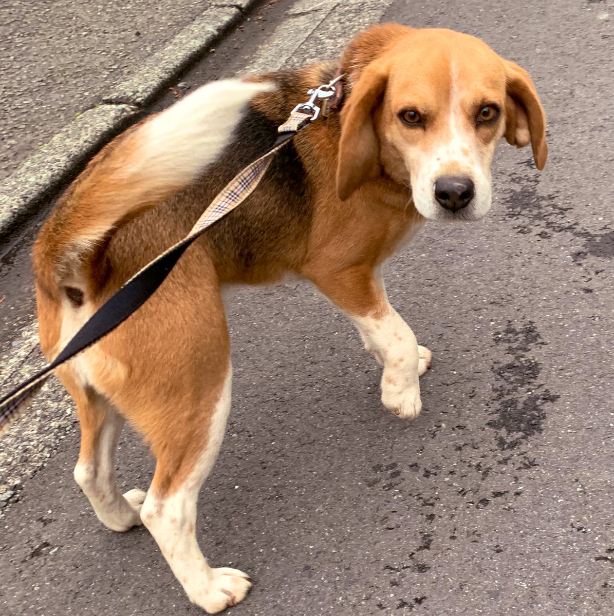 こじろーの散歩中に、ビーグル単騎出陣に遭遇。とりあえず確保。首輪は