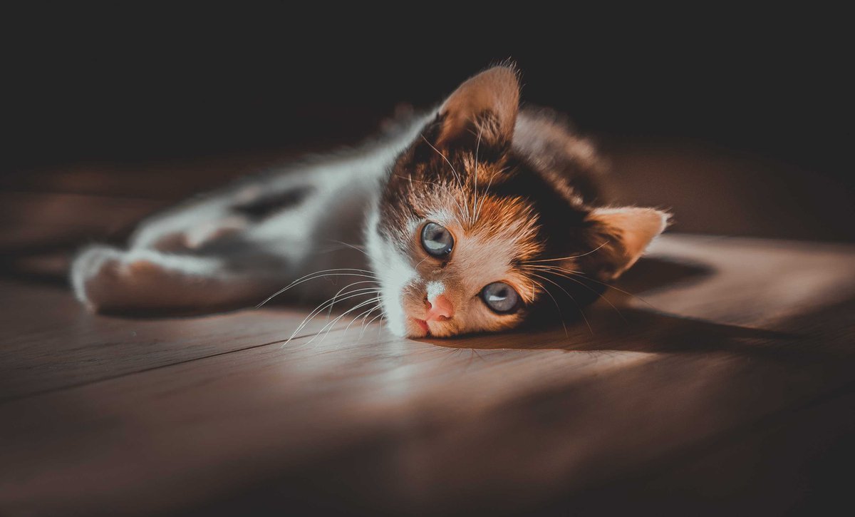 wallpaperworld9's tweet photo. Checkout Beautiful 4K, HD Mobile Wallpapers collection in Wallpaper World by PixaBro

 #cat #whiskers #mammal #small_to_medium_sized_cats #vertebrate #cat_like_mammal #kitten #eye #carnivoran #snout #hdwallpaper #hdbackgrounds

Image Source:
https://t.co/R6b8uNMP89 https://t.co/VexfgiuPHx
