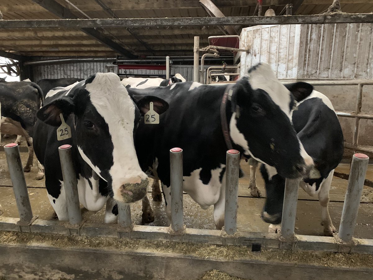 Stena Meadows (@stenameadows) on Twitter photo Thanks <a href="/CheeseCowsWows/">SweetwaterValleyFarm</a> for hosting the <a href="/tnffa/">Tennessee FFA</a> State Officer Team during Goodwill Tour 2020! Phenomenal dairy operation and delicious cheese! #FFAWeek #TNFFA Thanks <a href="/CheeseCowsWows/">SweetwaterValleyFarm</a> for hosting the <a href="/tnffa/">Tennessee FFA</a> State Officer Team during Goodwill Tour 2020! Phenomenal dairy operation and delicious cheese! #FFAWeek #TNFFA